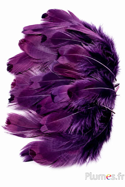 Fazant van Colchis - gebleekt - 5-11 cm - aubergine
